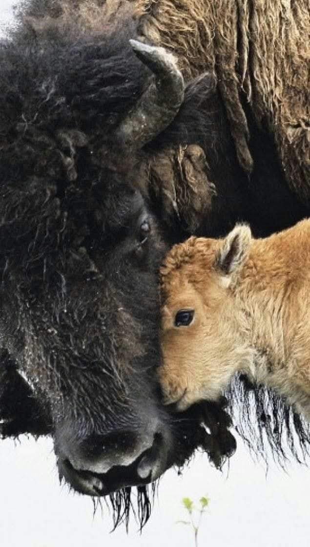 Buenos días para todos. 

¿No es acaso la ternura lo que todos queremos?