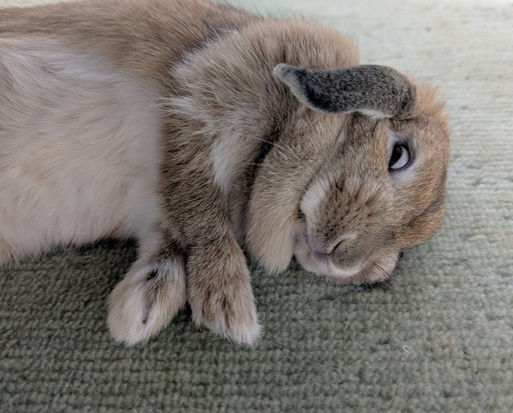 mlkchcusa's tweet image. ｷﾞﾛｯ

#うさぎ #うさぎのいる暮らし