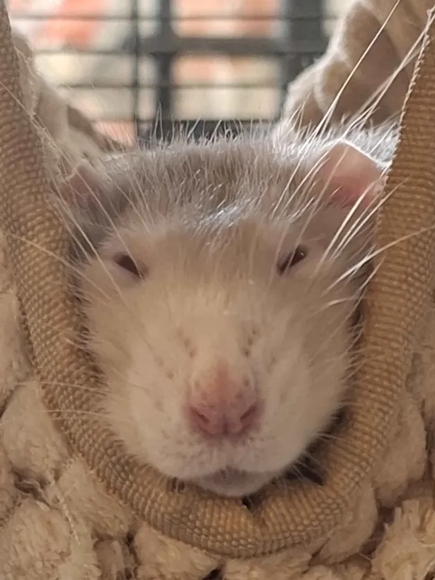 Stone Cold Steven Universe tweet media