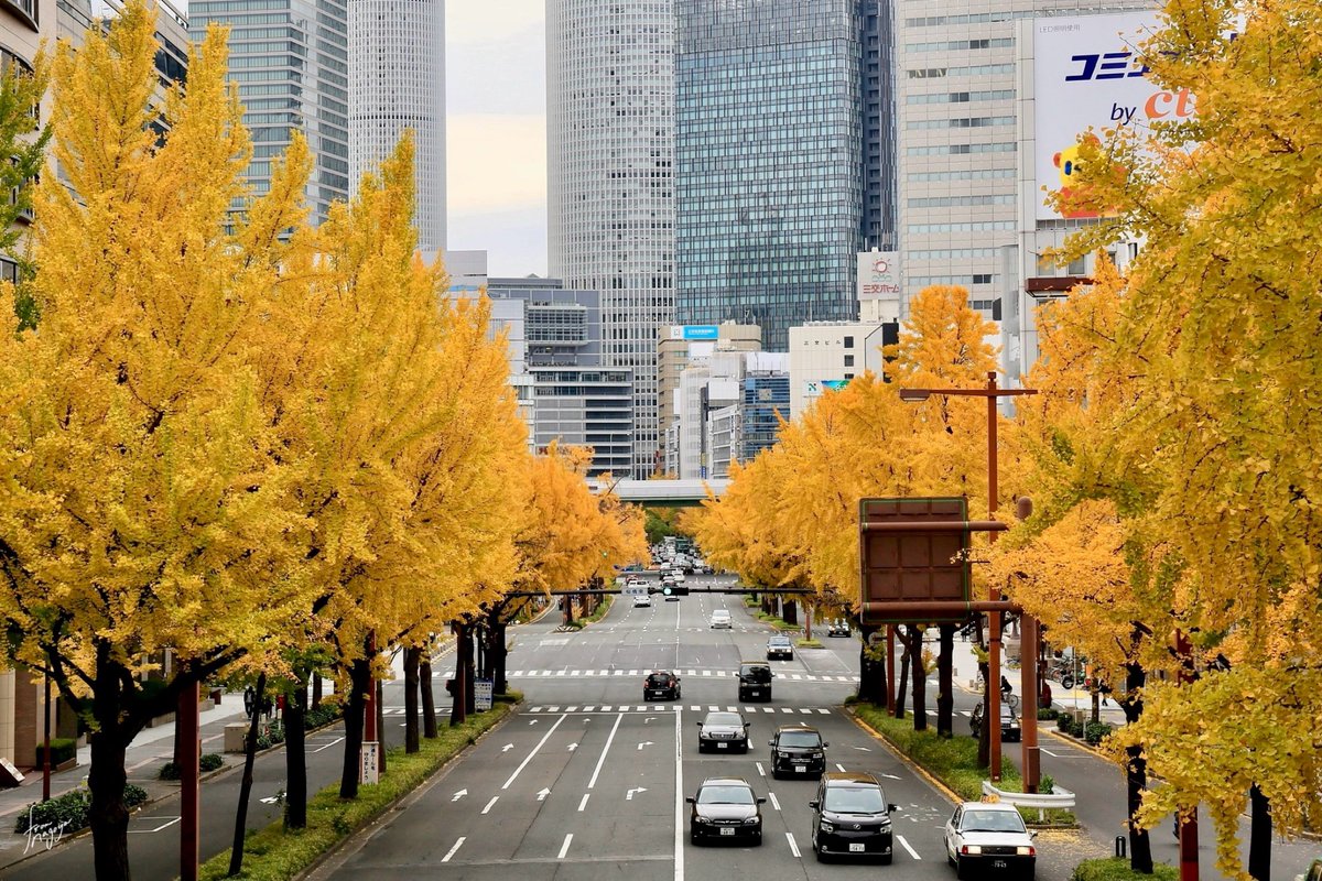 #名古屋市中区100景 
6. 桜通のイチョウ並木

桜通が整備された1937年当時はイチョウと桜が交互に植えられた並木道でした。

その後、排気ガスに弱い桜が伐採された結果、桜通なのにイチョウ並木が爆誕したのである😉