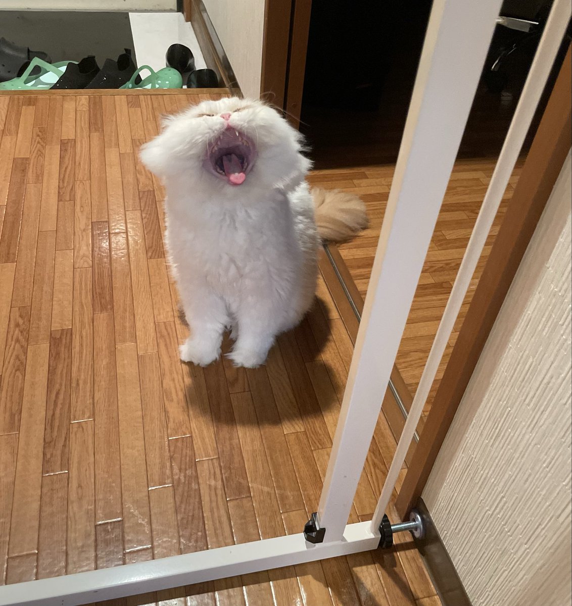 ほにゃああああああーーーー！