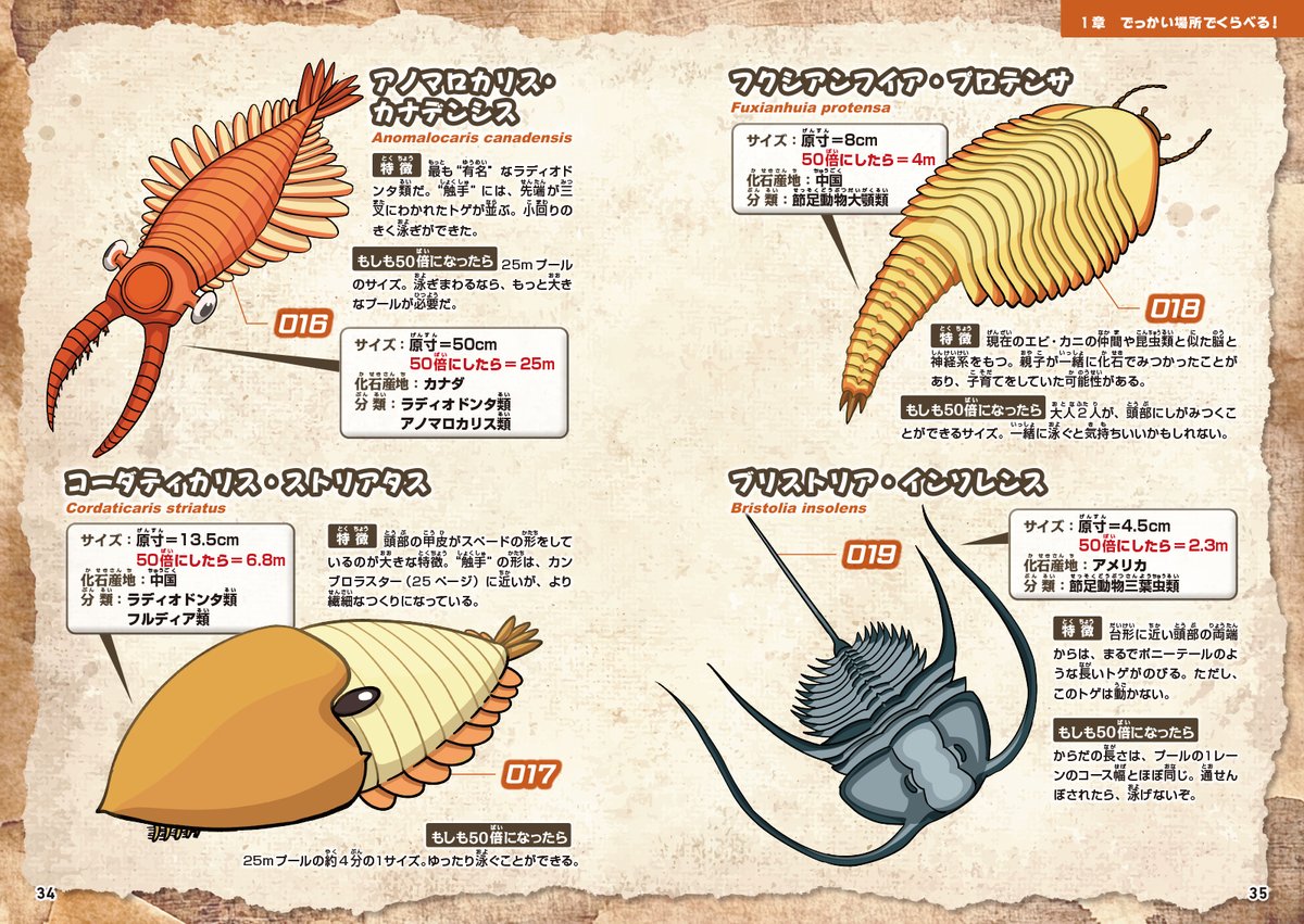 【おしごと】
古生物がでっかくな～る！？
50倍になったカンブリア紀の生き物と暮らす新しい本が！

「もしも？」の図鑑 
『サイズでくらべる！ カンブリアの古生物』
amazon.co.jp/dp/4408651761
11/20発売

でっかいカンブリア紀の生き物たちとの、楽しい日常のイラストや、復元画を80種類描きました！