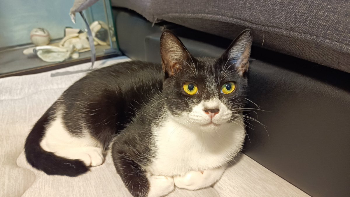 りょうちゃん様予約 絵画「猫の背中にアポロ11号／猫の頭に回転木馬」 坂本千明 ポストカード（猫） | URESICA