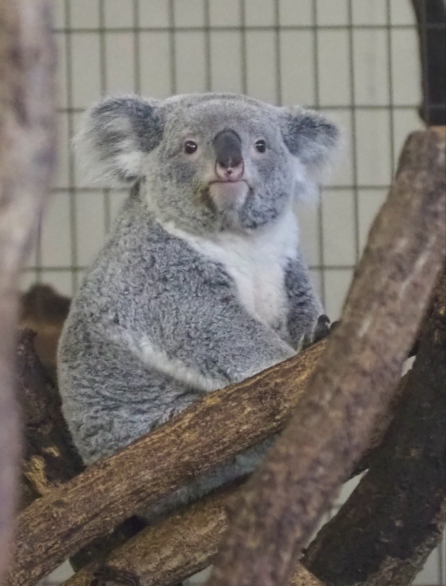 苜暖さん① 海外マステ 新品 まとめ売り 女の子 人物 動物 苜暖さん①