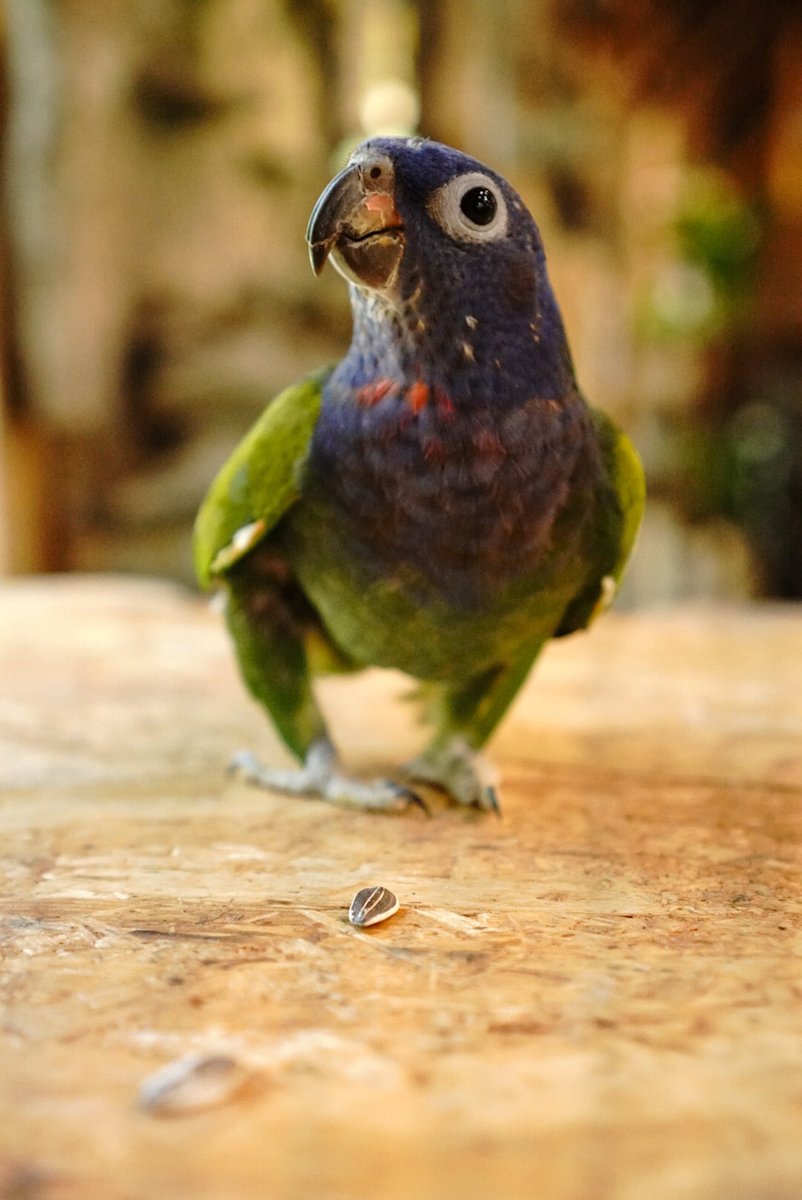 このヒマ種頂いても宜しいかしら？

アケボノインコ   ボノ