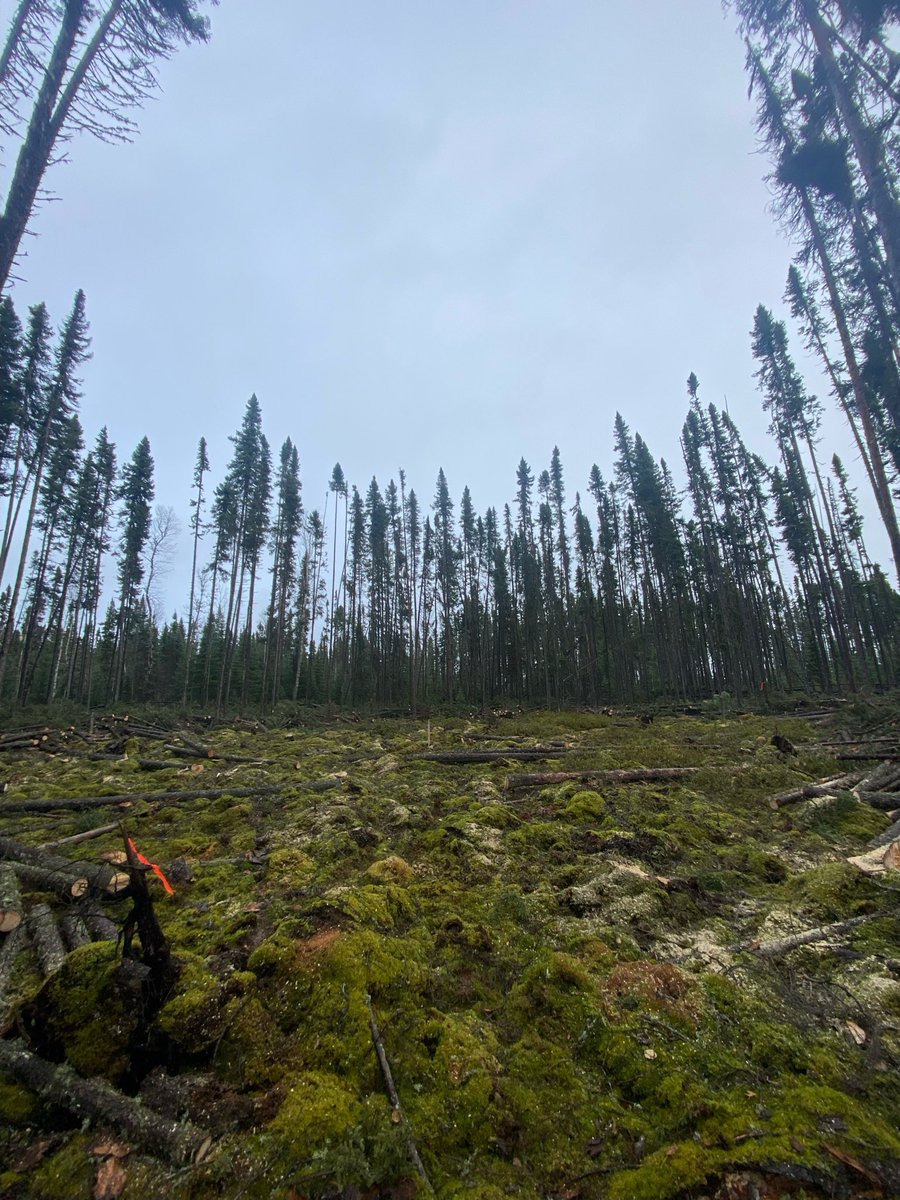 ExsicsE's tweet image. Our certified chainsaw teams tackle line cutting, ROW clearing, brushing, &amp;amp; hazardous tree removal.
Before/after: Fresh Heli/Drill pad in Northern Ontario! 🌲➡️✨