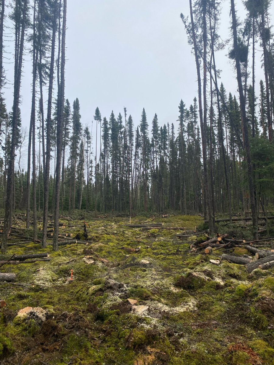 ExsicsE's tweet image. Our certified chainsaw teams tackle line cutting, ROW clearing, brushing, &amp;amp; hazardous tree removal.
Before/after: Fresh Heli/Drill pad in Northern Ontario! 🌲➡️✨