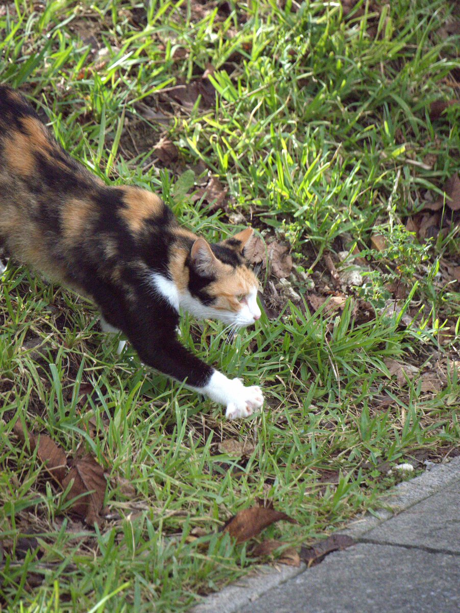 サタンねこ サタンねこ サタンねこ カード検索 ｜ Z/X - Zillions of enemy