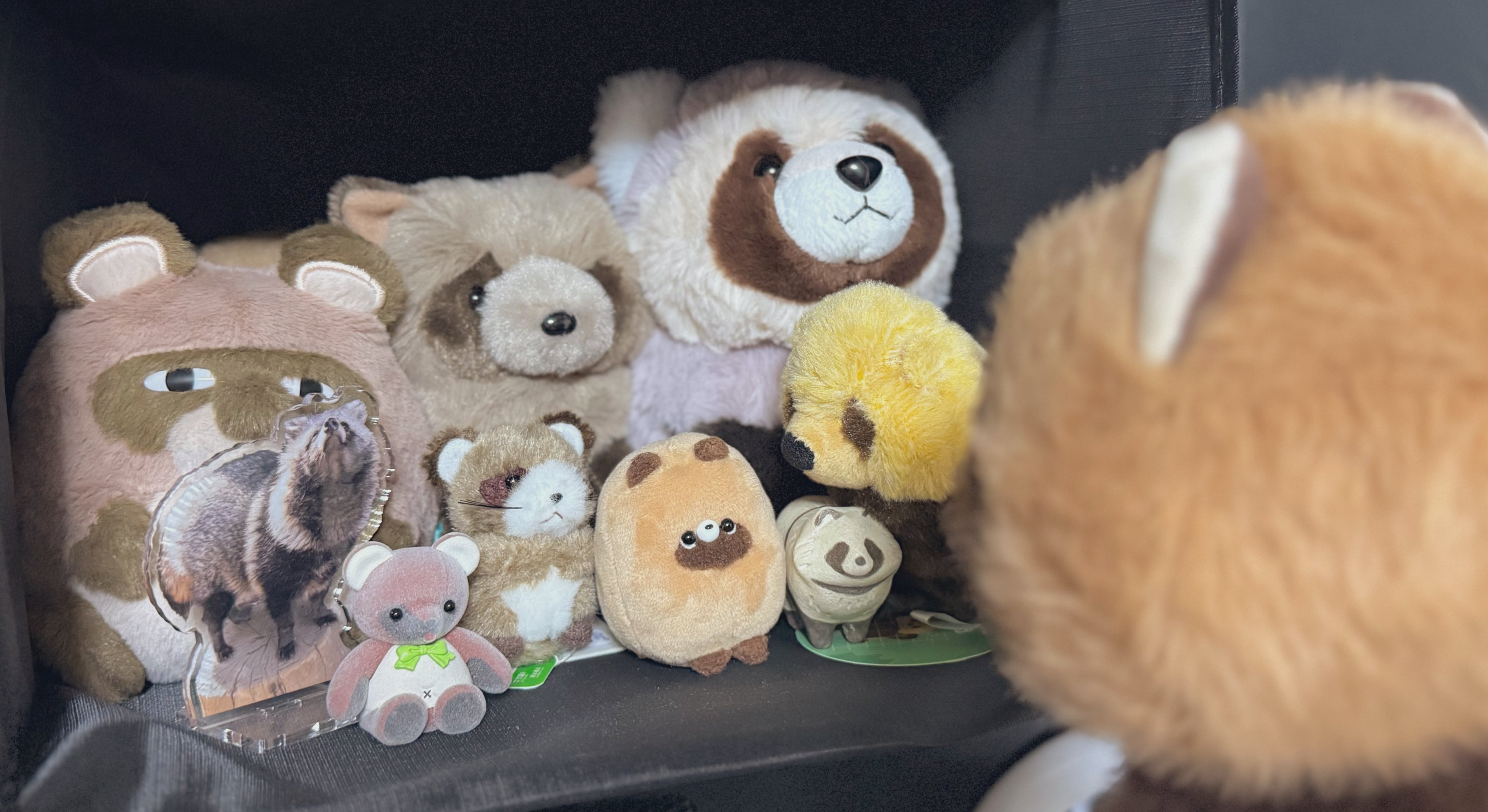 たぬきです。 ぬいぐるみ たぬき パスケース たぬきのぬいぐるみ ノーマル