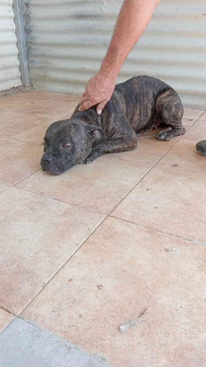 Ésta perrita la ha recogido el ayuntamiento y la tienen en una jaula esperando para ir a la perrera, se ve sana y es muy buena, por favor si alguien puede ayudarla que contacte con David 640 77 64 45 o con la policía de SANTIPONCE, SEVILLA.