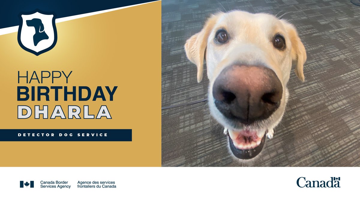 Wishing #DetectorDog Dharla a happy 6th birthday! In her career, Dharla has made over 2,500 food, plant, and animal interceptions which have protected Canada's ecosystem. She'll be celebrating with lots of treats on her special day.