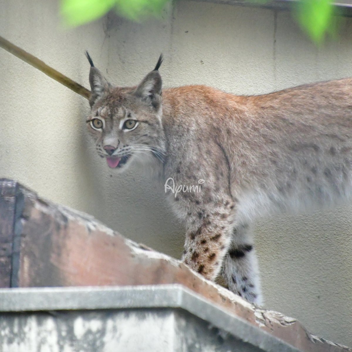 ⭐︎アユミンページ⭐︎ うみ@返信🐢 (@qK5v7M7J0c84184) / Posts / X