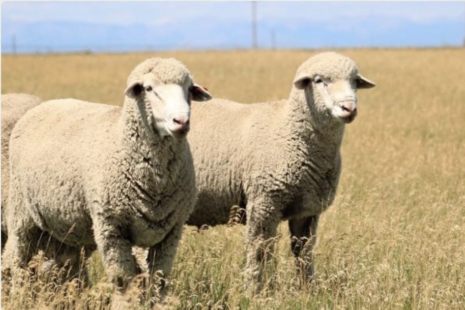 Wool Worth Watching: @montanawoolco
Rooted in the wide-open ranges of Big Sky Country, every step of their process, from ranch to finished product, happens in the USA w/ wool processed at domestic mills &amp; woven into blankets that tell a story of slow fashion. 
#experiencewool