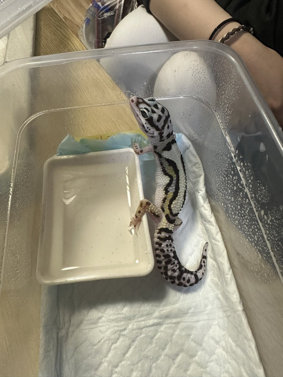 chappi_python's tweet image. パキッと色が入ってる子も可愛いけど淡い発色のバンディットが個人的にささってる🥹