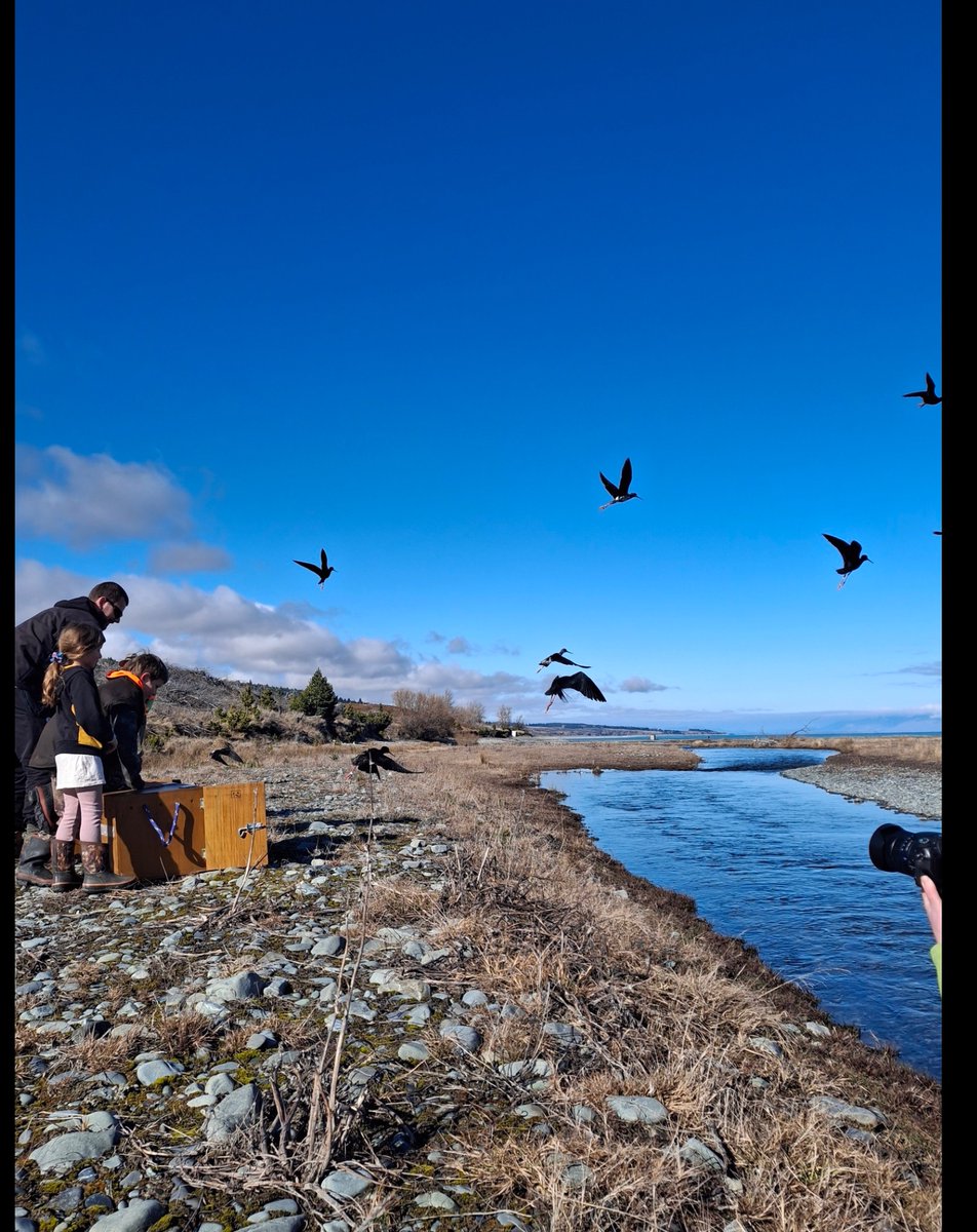 waderquest's tweet image. Join #WaderConservationWorldWatch 2025!
Once just 23 left in the wild, the Black Stilt is now a symbol of hope.
facebook.com/WaderQuest/pos…
Let’s stand together to say “I CARE” 
© Liz Brown - DOC
Be #inspired by #waders or #shorebirds