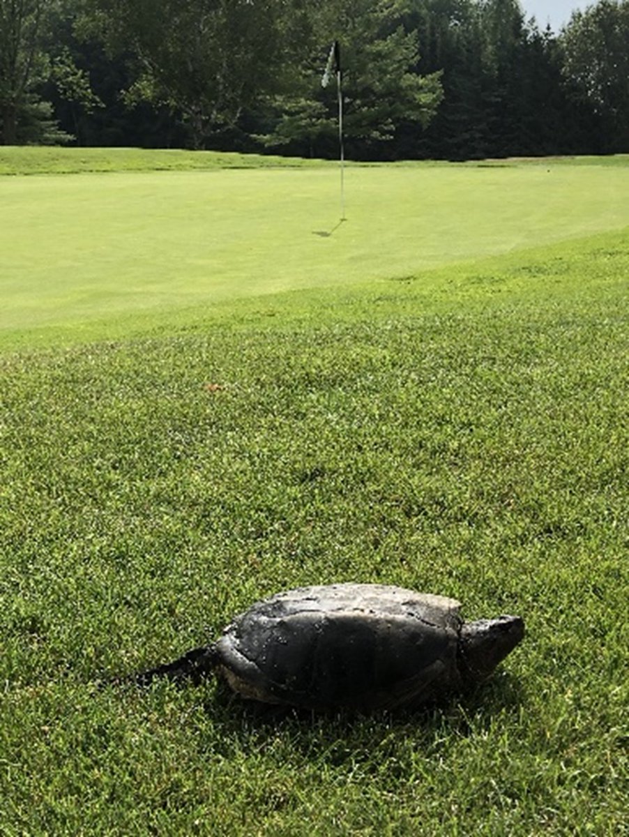 #Supers, what wildlife have you come across on your course this year? Share your best pics with us! #TurfLife