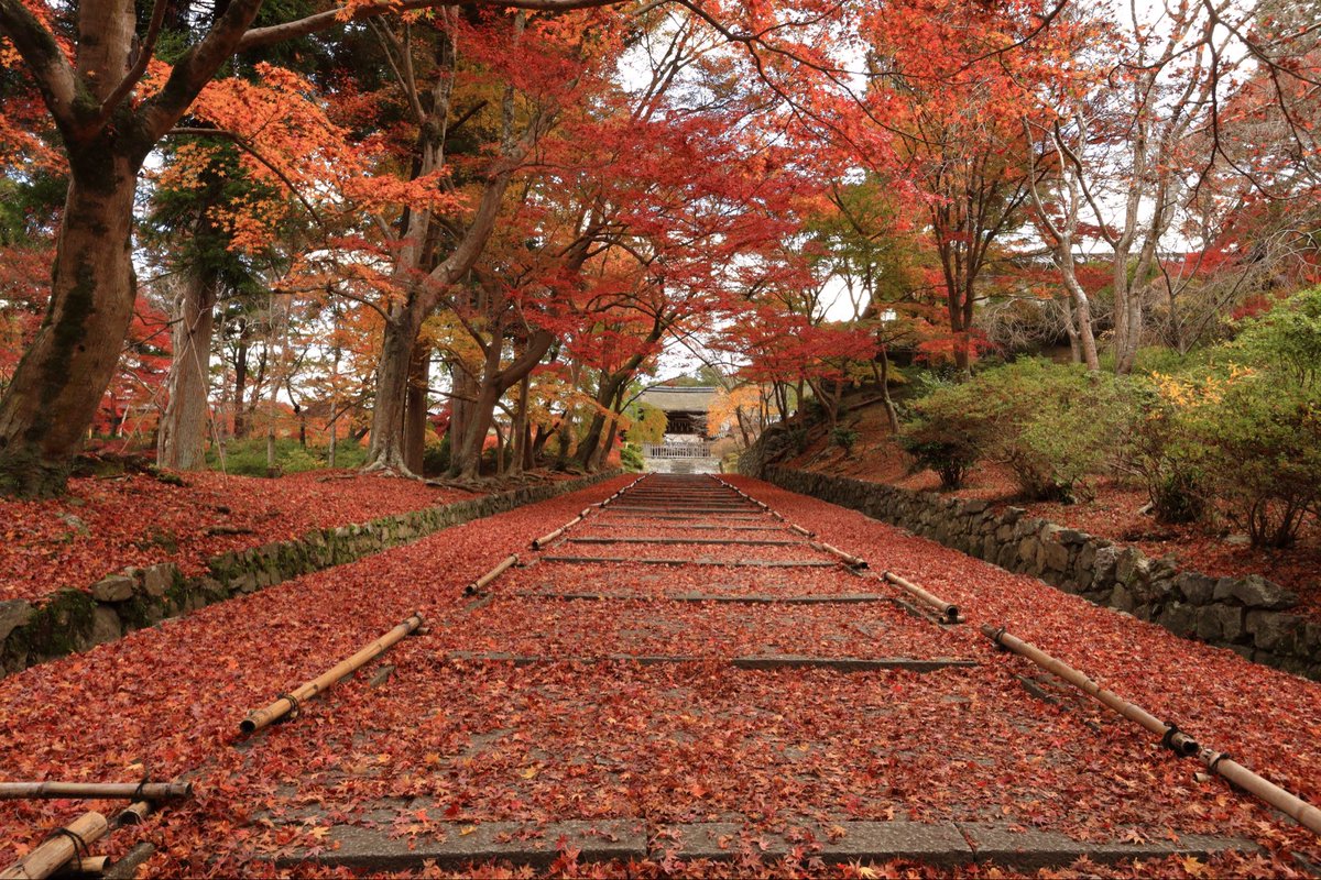 #これを見た人はオレンジが入ってる画像を貼れ

山科毘沙門堂勅使門坂