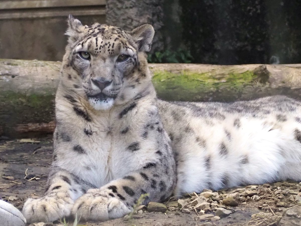 ririka様 ユキヒョウ 全長214cm 国際希少野生動植物種登録票付