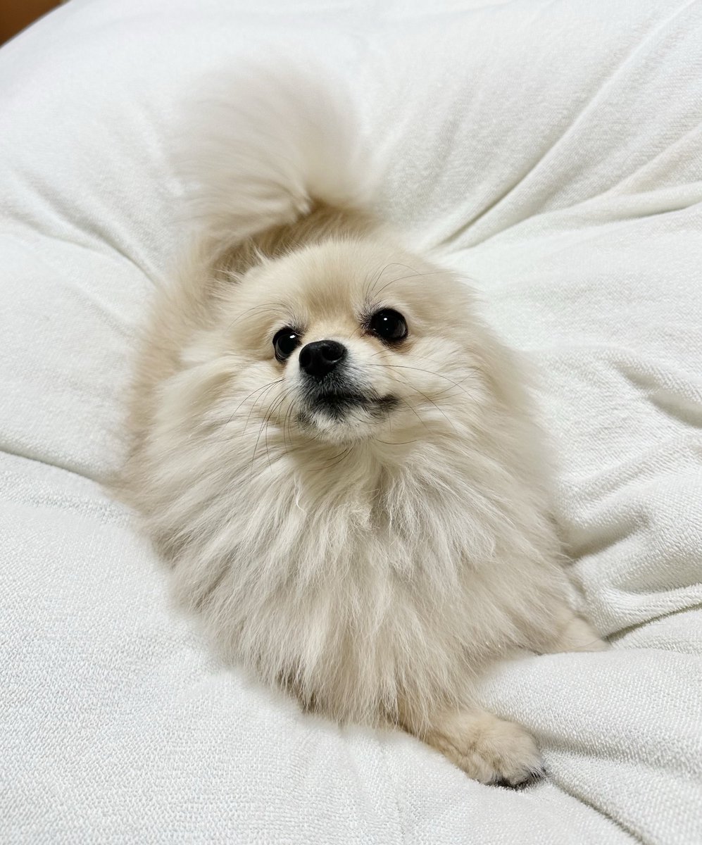 🐶風邪が流行ってるよー
　暖かくして寝ようね
#ポメラニアン