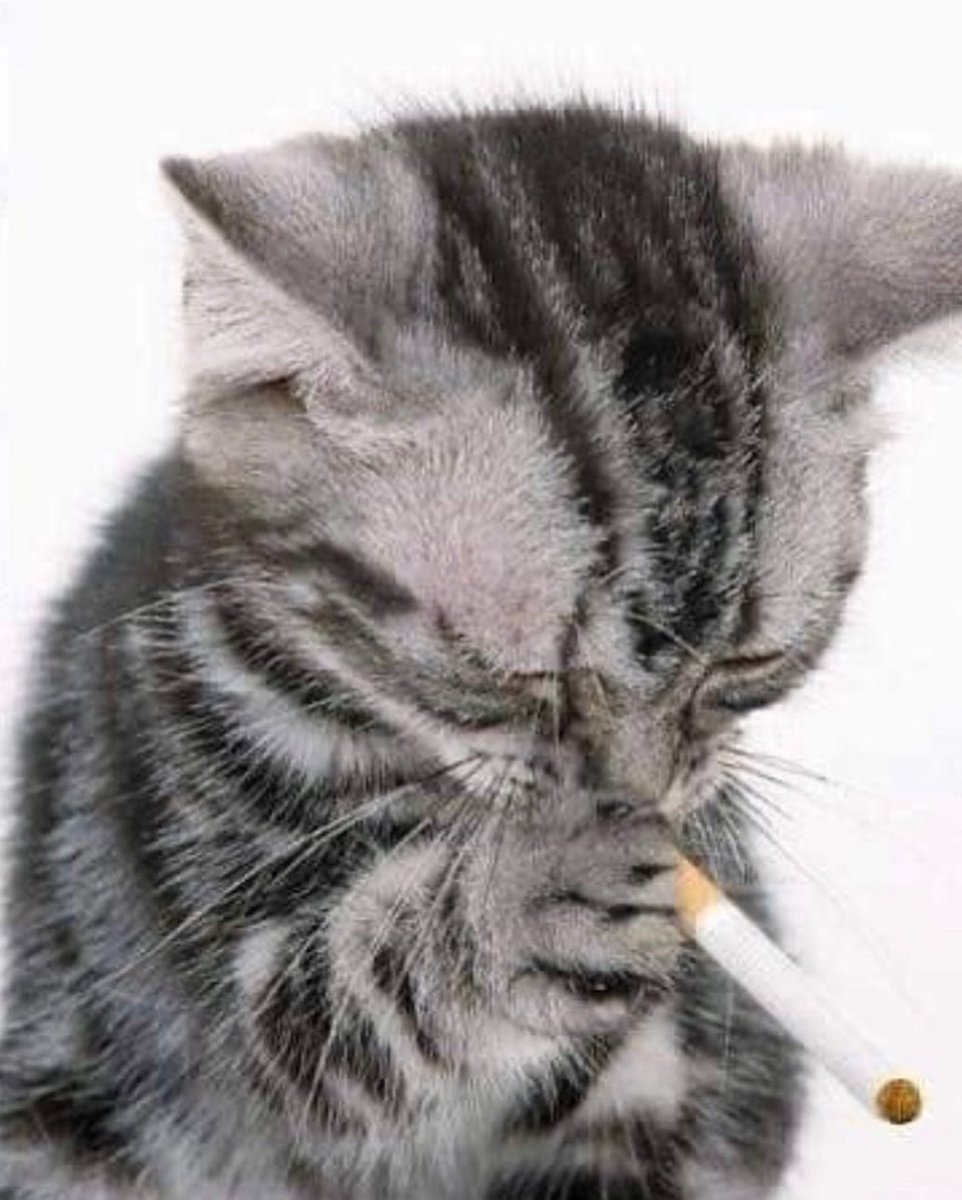 Punch Cat (@punchingcat) on Twitter photo 