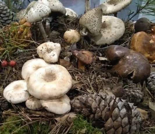 🍁 Otoño = época de setas 🍄. Pero sales a recolectarlas:
👉Ve siempre acompañado.
👉Di donde vas a ir.
👉Viste ropa y calzado adecuado.
👉Lleva un teléfono móvil cargado. 

Si te pierdes #112 ☎️ o #ALERTCOPS