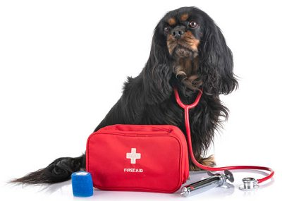 CavalierHealth's first aid kit for our traveling cavaliers
cavalierhealth.org/blog.htm#July_…