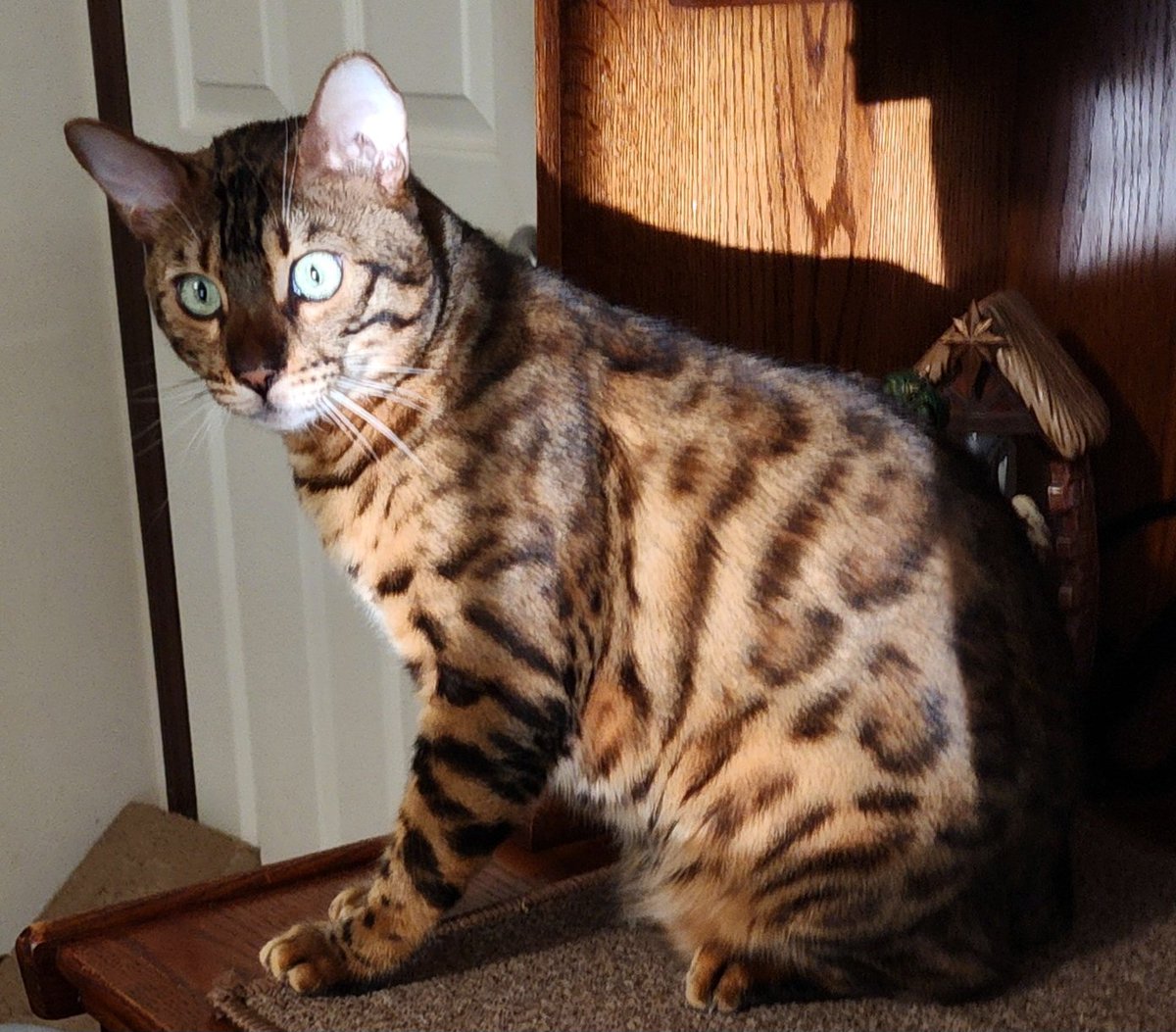 #GoodMorning, everypawdy!  
I woke mum up before daylight so she wouldn't miss the sun rise. 😸 

Have a pawsome Thursday! 🐆 🐾🍁 

#CatsOfX #Cat #TeamBengal
#thursdayvibes