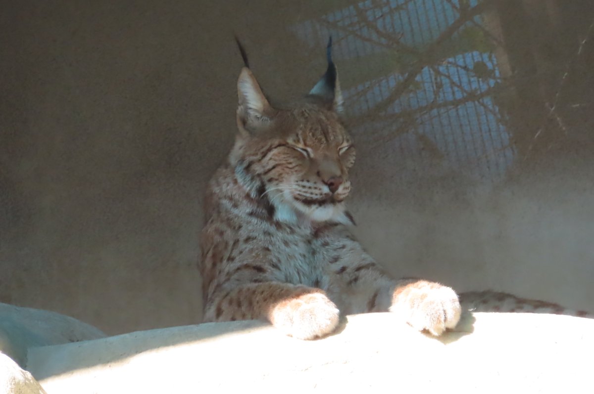 やまねこ♡　他の方はコメントお控えください=(^.^)= y a s u o m i (@yasuomi8403) / Posts / X