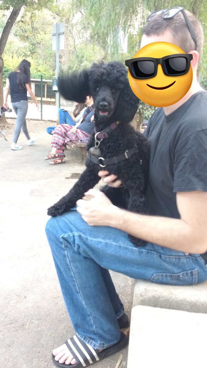 October 2017 -- we used to be young and crazy ... Sigh ...

#ThrowbackThursday #tbt #TBThursday #poodle #dogsofx #dogsoftwitter