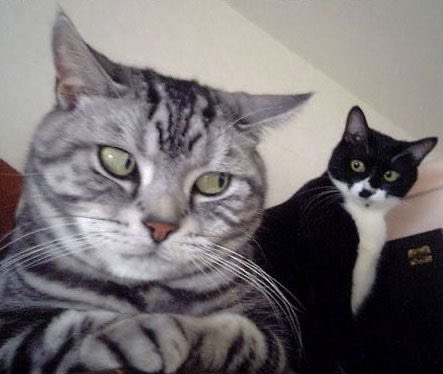 lee know as cats 🐱 (@linoascats) on Twitter photo 