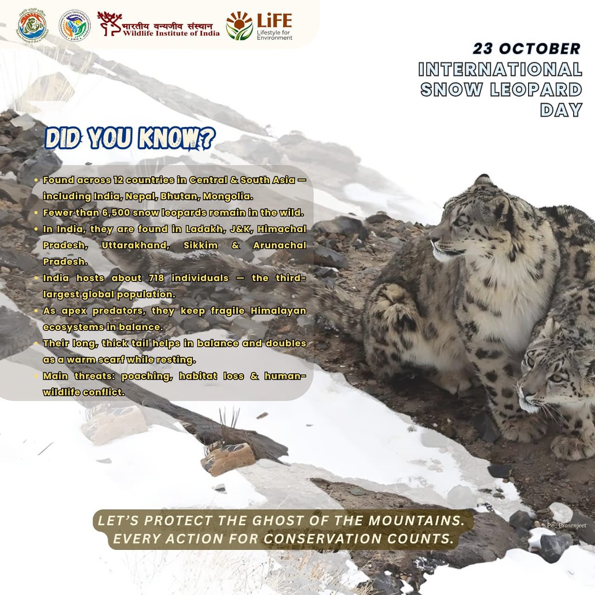 wii_india's tweet photo. International Snow Leopard Day | 23 October 2025

The Ghost of the Mountains roams across 12 countries — fewer than 6,500 remain.
India is home to ~718 snow leopards, the 3rd largest population worldwide.

Let’s protect this symbol of our high Himalayas.

@moefcc @wii_india @GobindsagarBha1 @EIACPIndia @wii_eiacp @Kramesh95 @CRamesh_WII @Himalayanwolf1
#InternationalSnowLeopardDay #SnowLeopard #WII #EIACP #WildlifeConservation