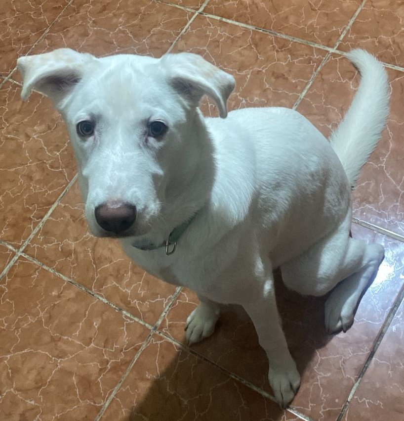 AlertaMePerdi's tweet photo. #PERDIDA #SANJACINTODEYAGUACHI
Nombre: #Nube
Fecha: 21/10/25
Sector: Sur, Redondel de Yaguachi
Sexo: Hembra
Raza: Mestiza 
Obsv.: Pelaje blanco, aproximadamente 25 Kg. de peso, manchitas color café en las orejas, collar sin placa
Contacto: 0959792866
#AlertaMePerdí https://t.co/2yvhq2LdY7