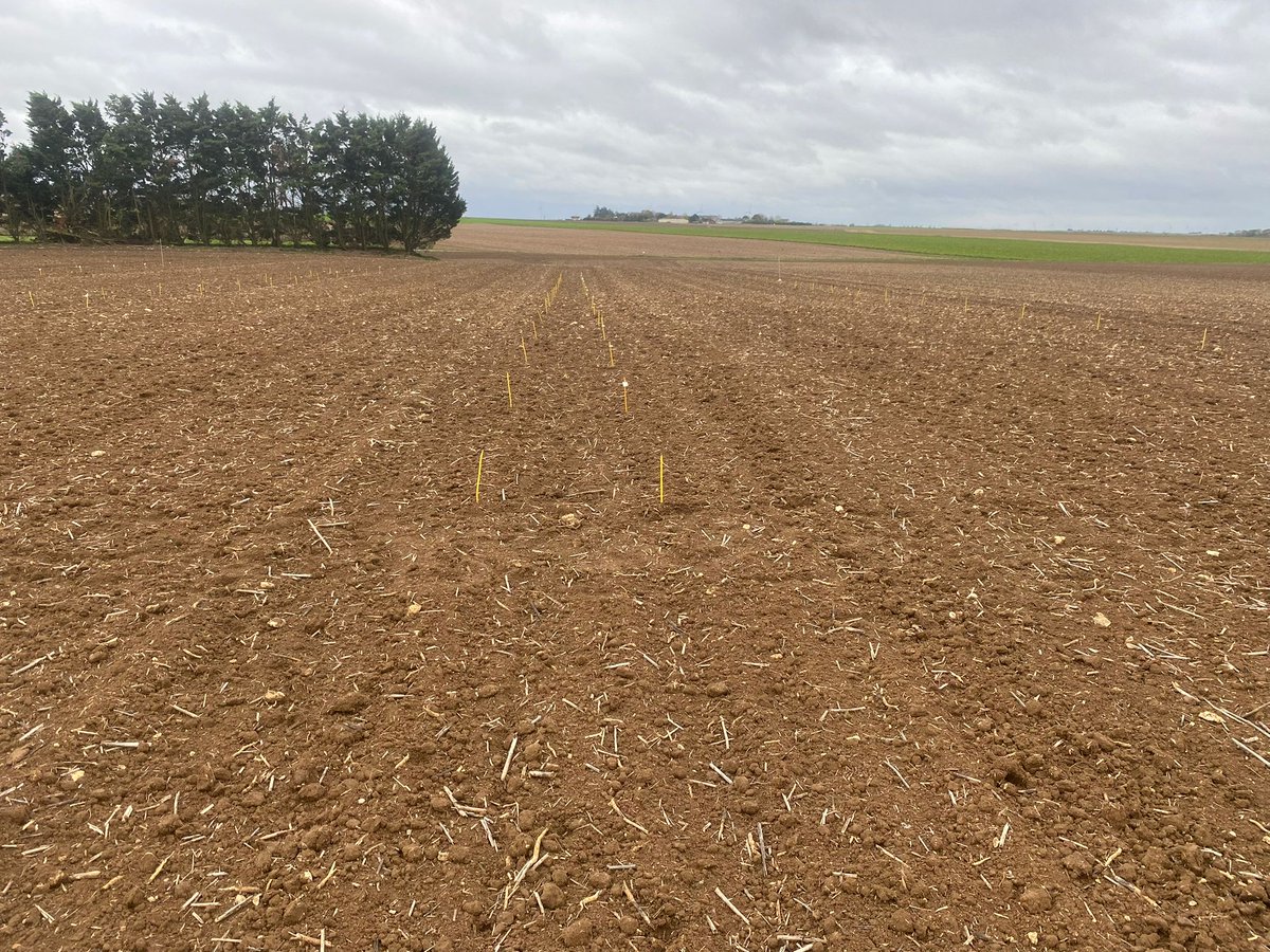 Groupe_ISSIPA's tweet image. Mise en place d’un essai herbicide ray-grass dans le Loiret 🌾
Objectif : évaluer l’efficacité et la sélectivité des nouvelles solutions pour mieux vous accompagner
#Agriculture #Innovation