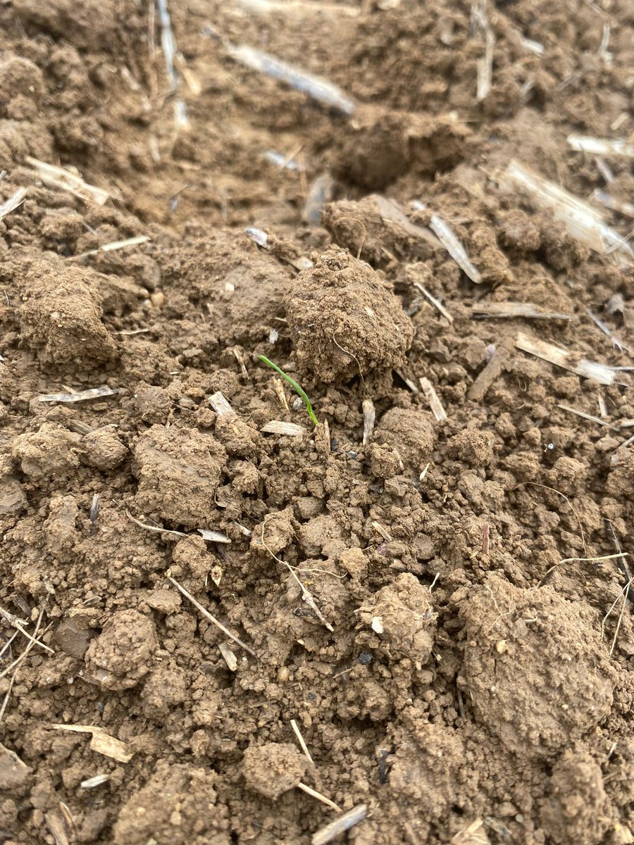 Groupe_ISSIPA's tweet image. Mise en place d’un essai herbicide ray-grass dans le Loiret 🌾
Objectif : évaluer l’efficacité et la sélectivité des nouvelles solutions pour mieux vous accompagner
#Agriculture #Innovation