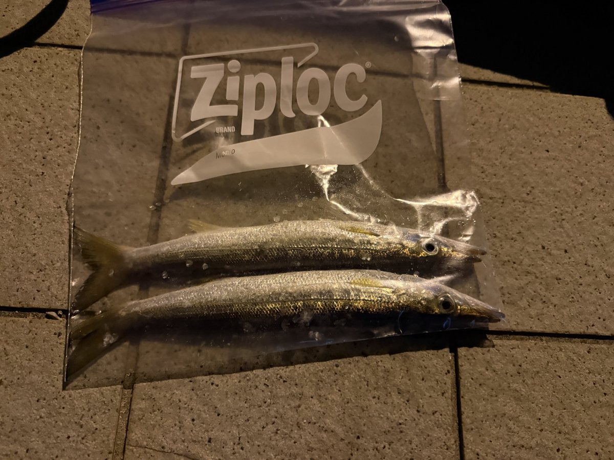 今日の釣果
カマス君
明日は何が釣れるでしょうか