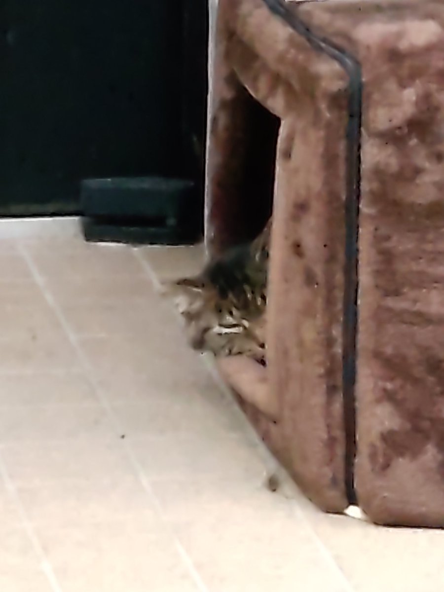 もう来なくなって一週間😼やっぱりどこかの飼猫だったのかなぁ😆