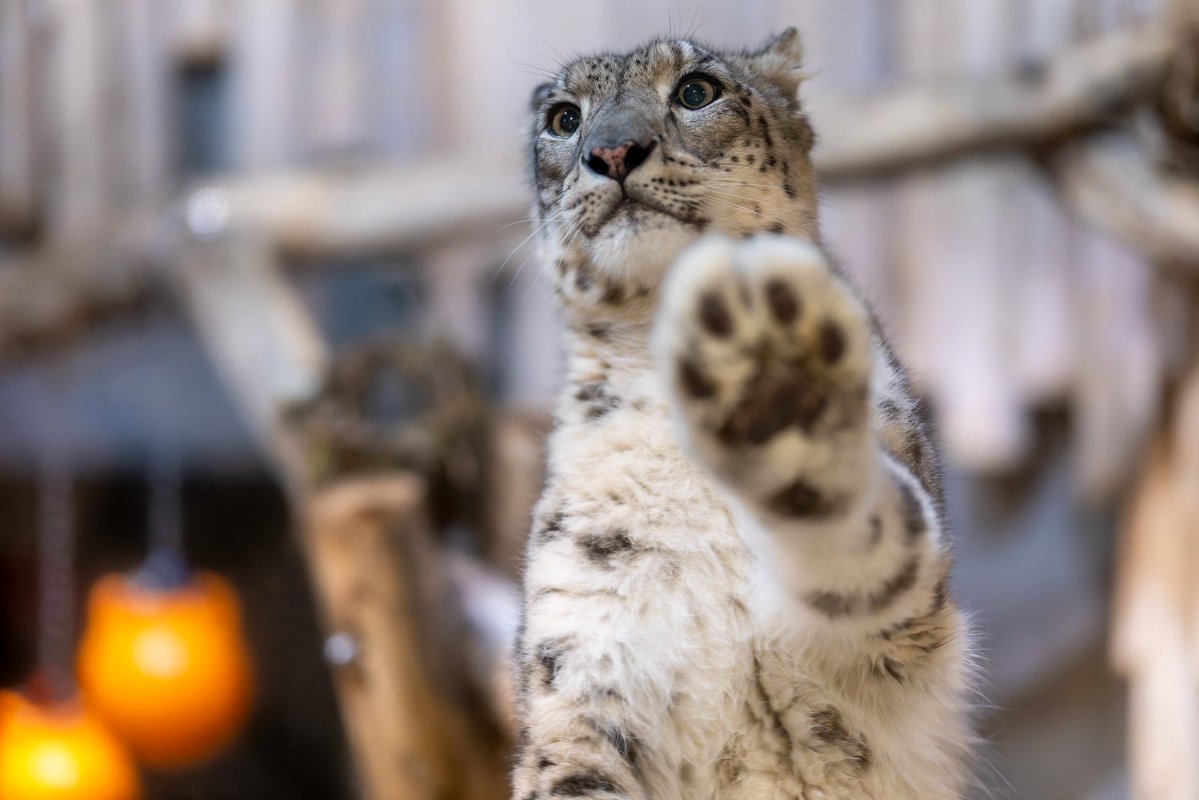 splorting's tweet image. HAPPY SNEP DAY!!! 💜