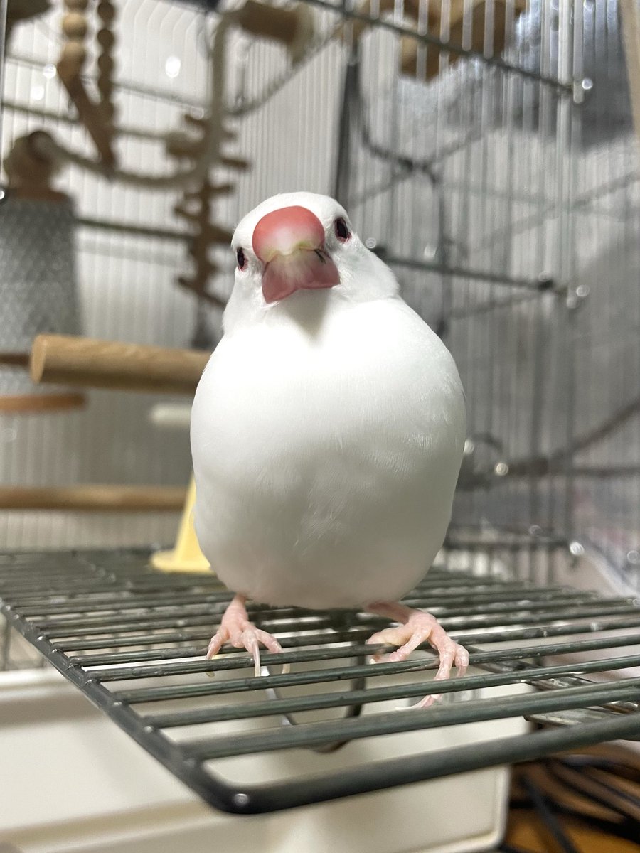 you＊珊瑚 (@shirobuncho35) / Posts / X