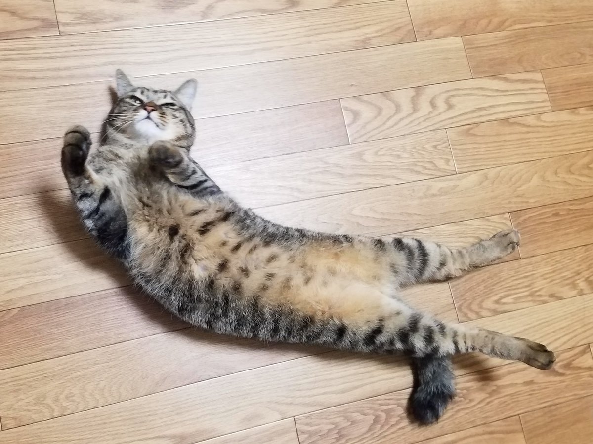 ぬーん😽🎶