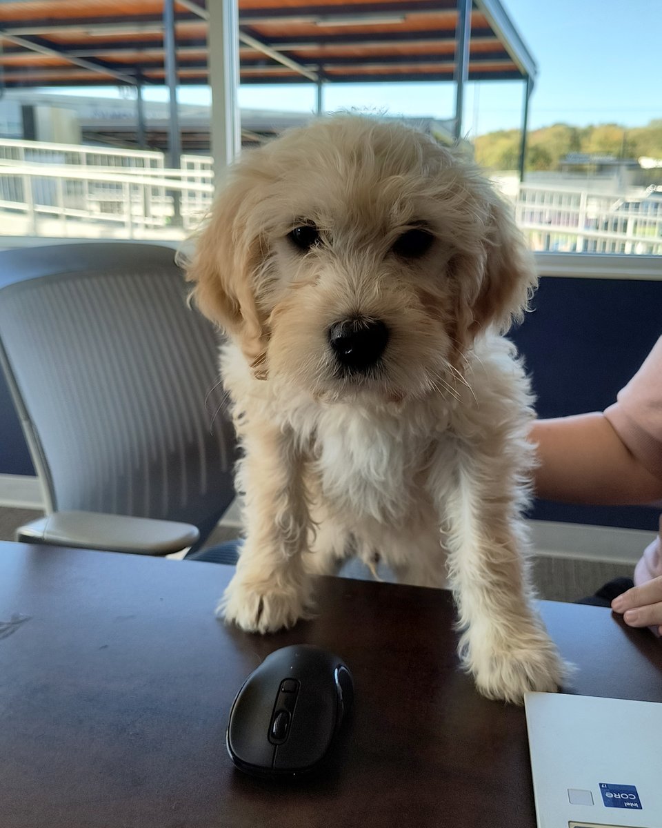 <Marketing Department called in for an impromptu meeting>

"When are the Dog Days next season?!  WHEN. ARE. THE. DOG DAYS?"