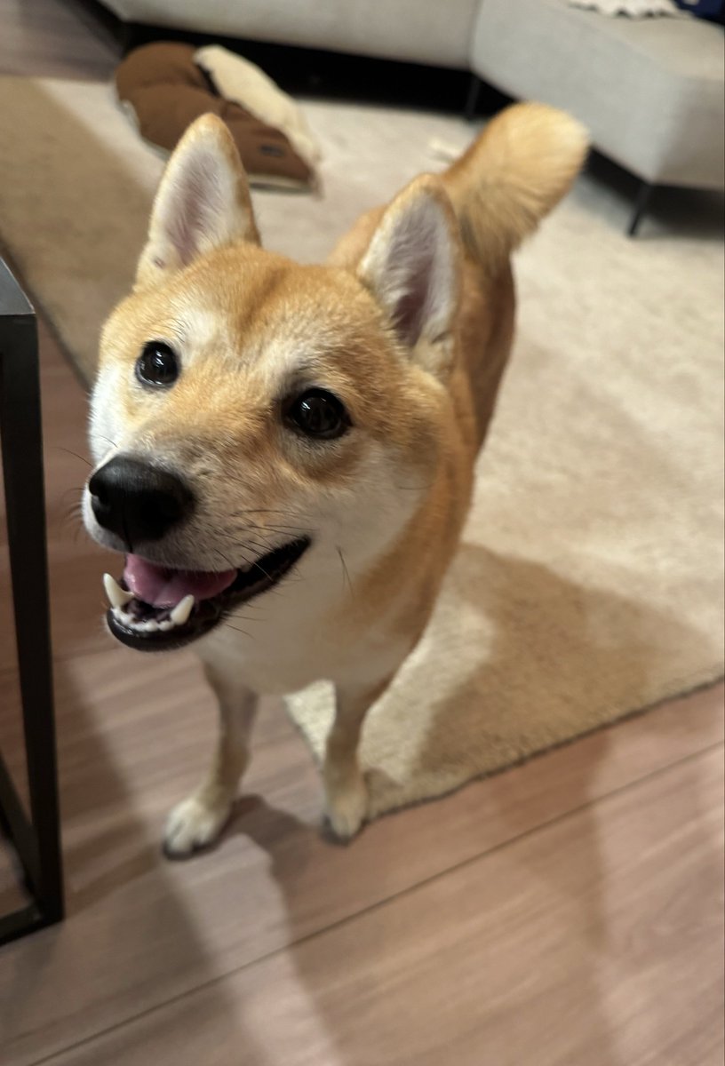 ちゃむ出品 豆柴ちゃむ (@mame11cham21) / Posts / X