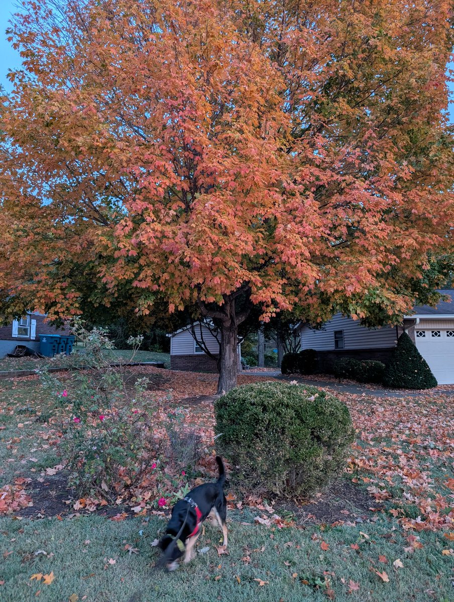 Frigid this morning. Things are starting to look like fall around STL. Have a good Thursday!