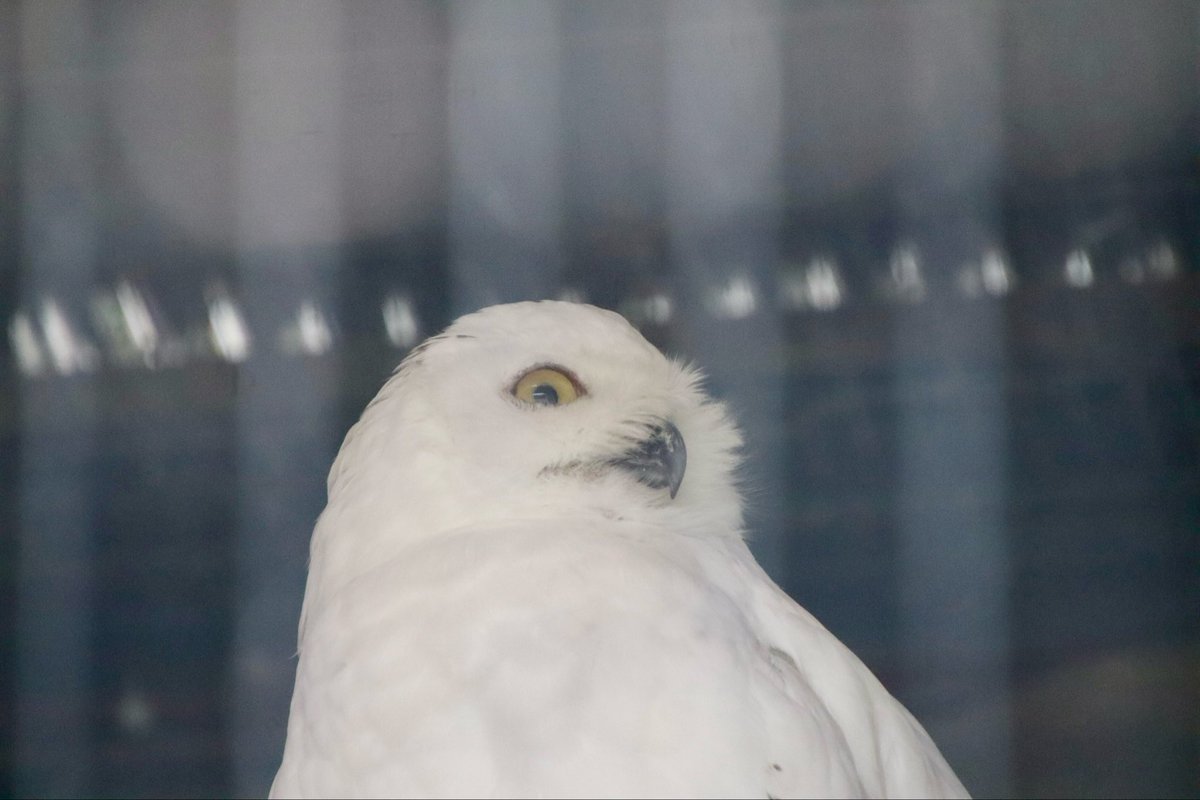  シロフクロウ　オウル　owl シロフクロウのお役立ち貯金箱 PET BANK SNOWY OWL（ペット