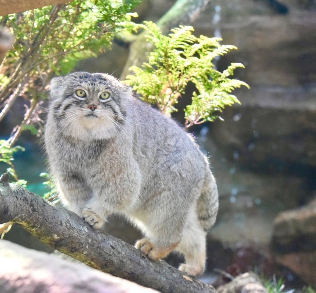 Grumpy Manul (@grumpy_manul) on Twitter photo 