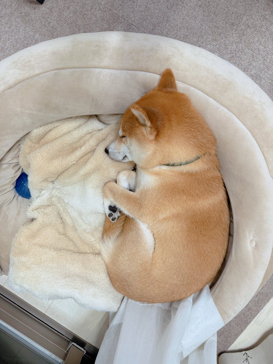 おかか 様 オーダーページ ドカ食い@原稿 on X