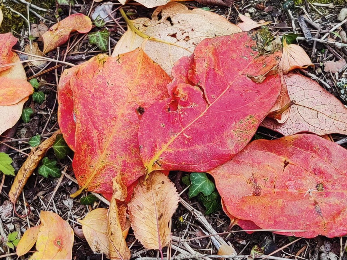 maponi's tweet photo. #Leopardi La povera #foglia frale
Lungi dal proprio ramo,
povera foglia frale,
dove vai tu? — Dal faggio
lá dov’io nacqui, mi divise il vento.
Esso, tornando, a volo
dal bosco alla campagna,
dalla valle mi porta alla montagna.
... https://t.co/5YxPliwz0N