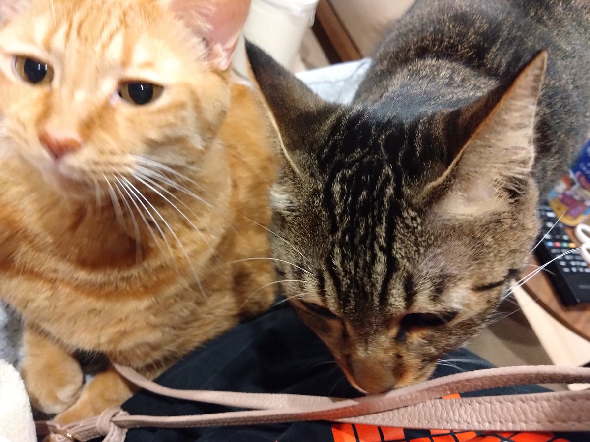 ハニバニ以来のW膝盛り😆
お兄ちゃんとバニラ❤️