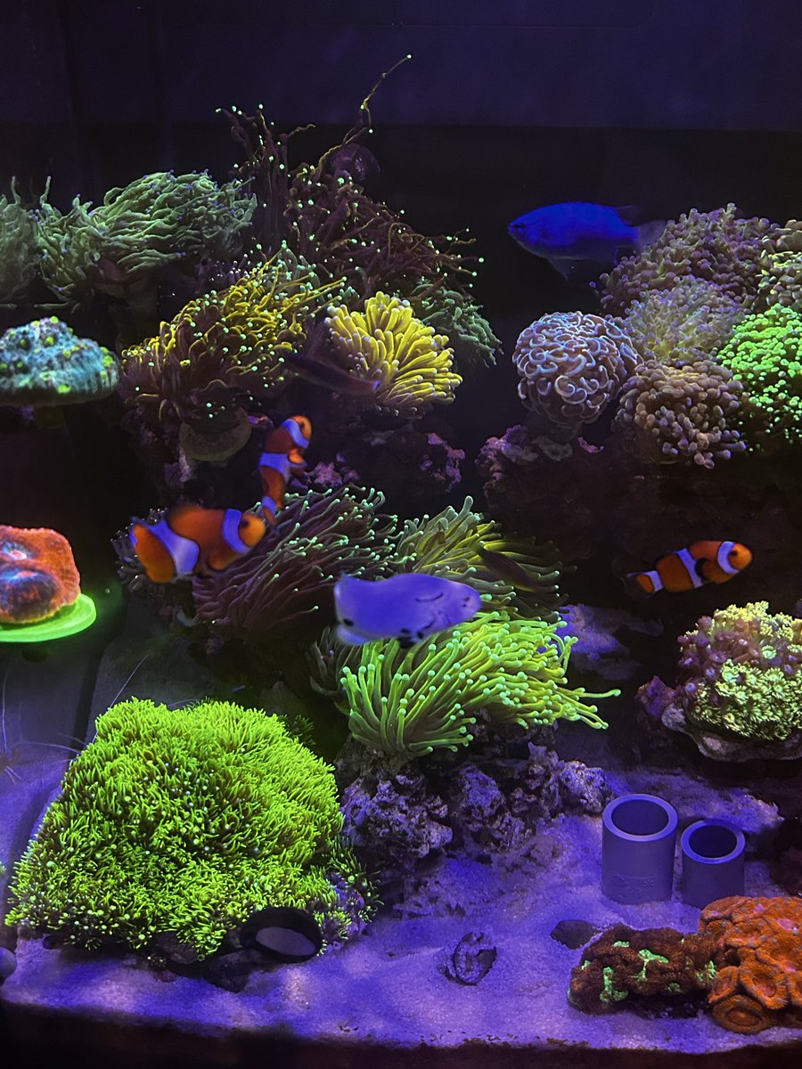 chamocolab22's tweet image. こんな時もこんな時もこんな時もあったのでした🤣
またいつか大きい水槽で👍
 #海水魚 #ユラユラ #リーフタンク #マリンアクアリウム