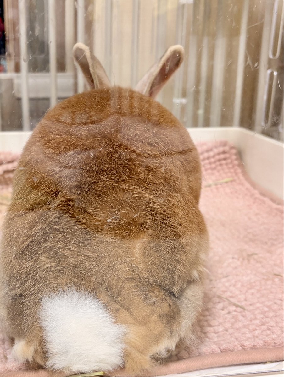 つむぎさんのお部屋は透明なので、ちょっとつぶれたバージョンのもふもふおしりを見れたりします
(換毛がすごいです。こないだしっぽとれたかと思うくらいモサっと抜けた🐰)