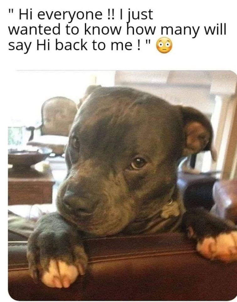 Dog Lovers (@doglovers03) on Twitter photo 